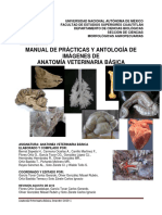 Manual Anatom A Veterinaria B Sica Parte