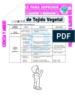 Ficha Tipos de Tejido Vegetal para Quinto de Primaria