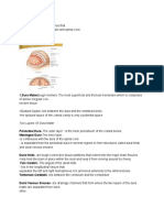 Epidural Space - Lies Between The Dura and The Vertebral Bones