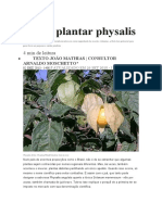 Como Plantar Physalis