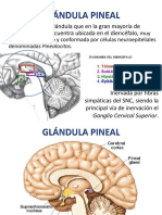 Glándula Pineal y Fotoperiodo - Corteza y Médula de La Glándula Adrenal.