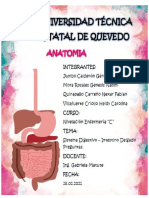 Preguntas de Anatomia INTESTINO DELGADO 