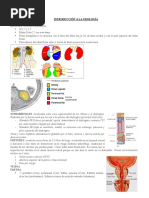 Introducción A Urología (2019)