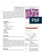 Parietal Cell