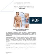 GUIA No. 7 Sistema Endocrino