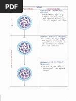 Platelet Maturation-Stages