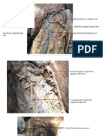 Group2-Anterior and Medial Aspects of The Thigh