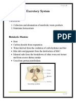 Excretory System Reviewer 4 m8s