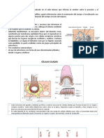 Capitulo 11 Sistema Vestibular