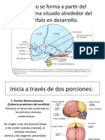 Embriología de Cabeza y Cuello