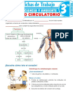 El Aparato Circulatorio para Tercer Grado de Primaria