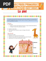 La Piel Del Cuerpo Humano para Segundo de Primaria