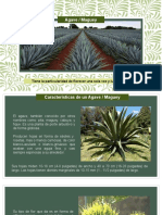 Presentación Agaves y Magueyes