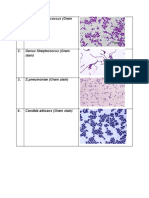 Microbiology Exam - Microscope Slides