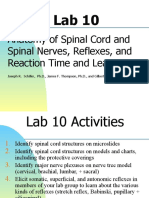 Anatomy of Spinal Cord and Spinal Nerves, Reflexes, and Reaction Time and Learning