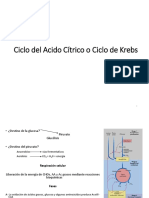 Ciclo de Krebs