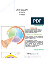 13 09 03 2020 Mitosis y Meiosis