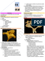 Semana 1A - Anatomía