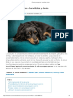 Cúrcuma para Perros - Beneficios y Dosis