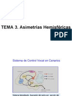 TEMA 3. Asímetrías y Lateralidad