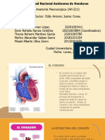 El Corazón y Los Pulmones