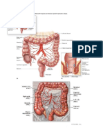 Colon, Rectum and Anus