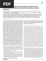 Amelogenin Phosphorylation Regulates Tooth Enamel Formation by Stabilizing A Transient Amorphous Mineral Precursor