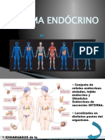 SISTEMA - ENDOCRIN Timo