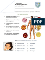 C. Naturales 4° Tejidos Animales