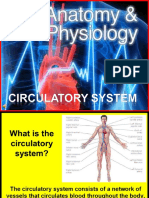 170 Anatomy Circulatory System