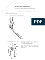 Taller Vectores - Cuerpo Humano