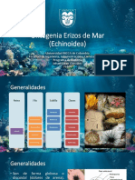 Desarrollo Erizo de Mar