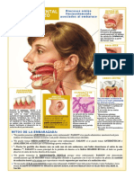 Salud Bucodental Embarazo