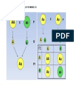 Ejemplos Primera y Segunda Ley de Mendel 9-2