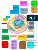 La Celula Mapa Mental