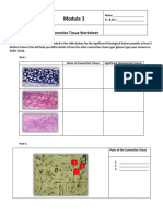 Connective Tissue Laboratory Worksheet