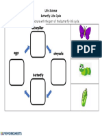 Caterpillar: Match The Picture With The Part of The Butterfly Life Cycle