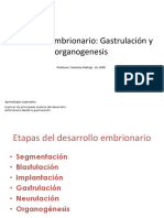 Desarrollo Embrionario - Gastrulación y Organogenesis