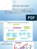 Protein Metabolism