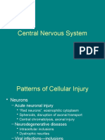 Central Nervous System 10