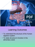 Digestive System Powerpoint