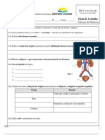 Ficha de Trabalho Sistema Urinario e Pele