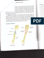 Bodybuilding Anatomy