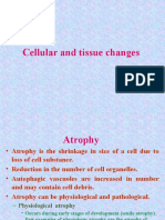 Cellulalar and Tissue Changes