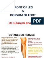 Anterior Compartment and Dorsum GK