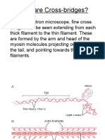 Skeletal Muscle Contraction