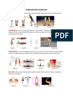 Human Anatomy Vocabulary