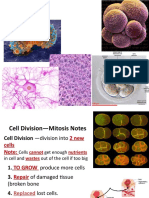 Cell Cycle PowerPoint