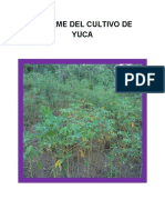 Informe de Cultivo de Yuca (H.J.C)