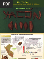 Cultivo de Yacon-16